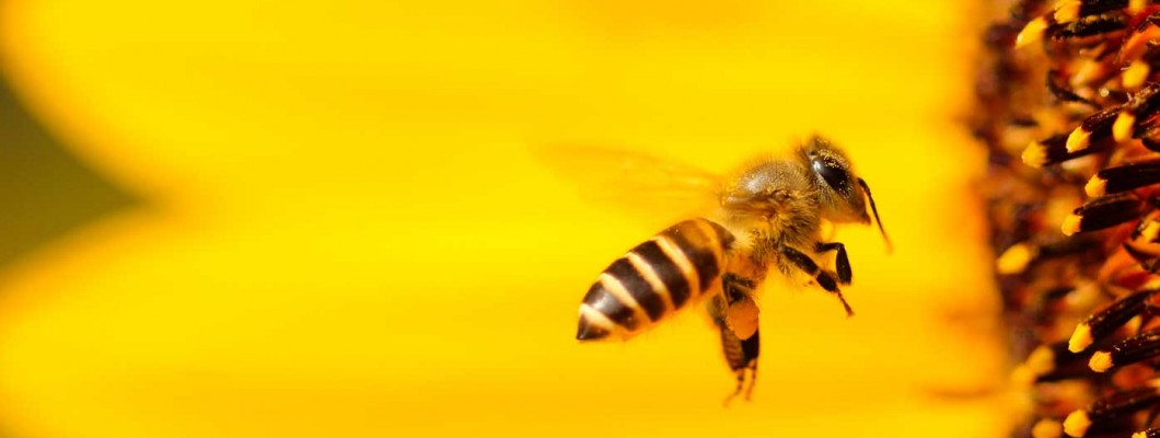 General Bee Resources