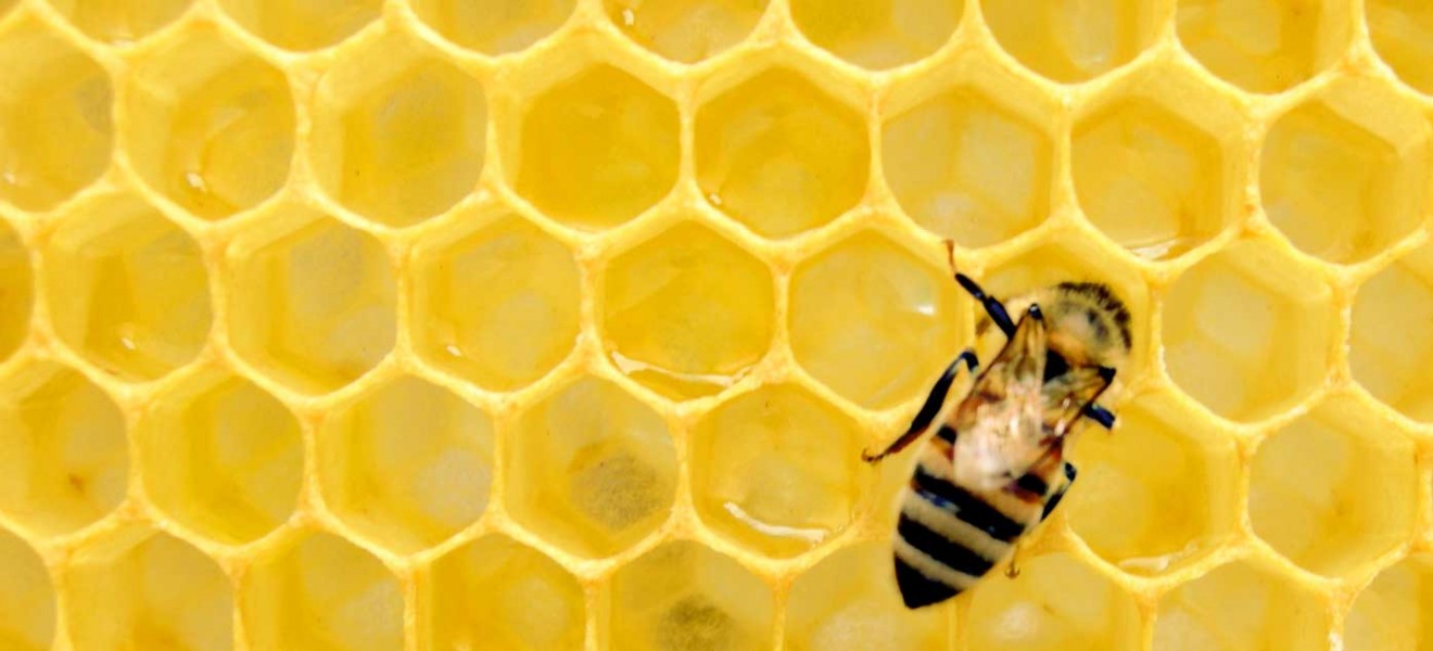 beekeeping-supplies-melbourne-slider-image